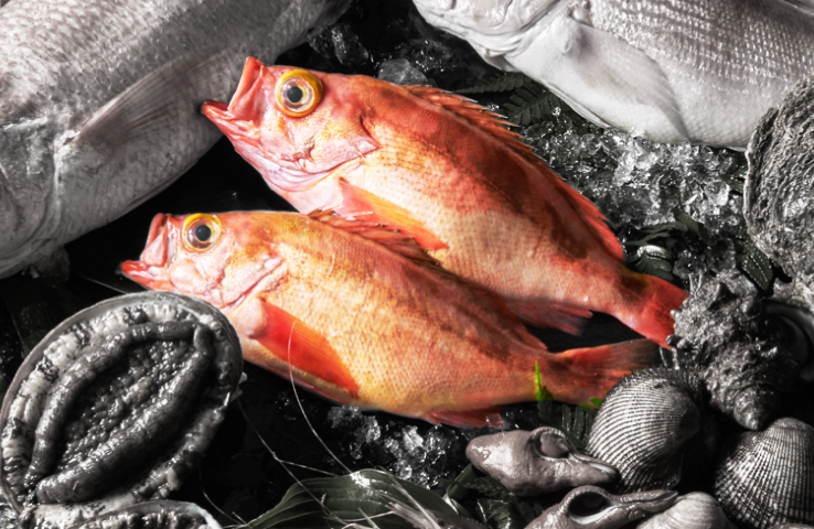 暖流と寒流が交わり、味わいが増す日本の高級魚が集う場所